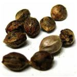 Семена марихуаны АК-47  (Seeds AK-47) в Воткинске
